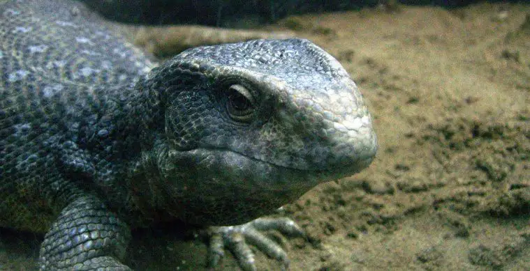 Savannah Monitor (Varanus exanthematicus)