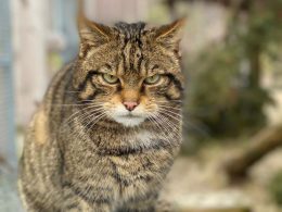 Scottish Wildcat Release Highland Wildlife Park
