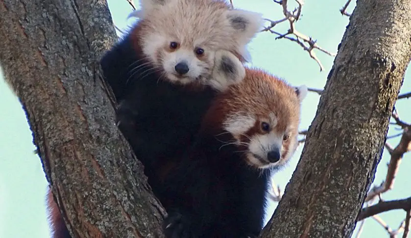 detroit zoo red panda cub