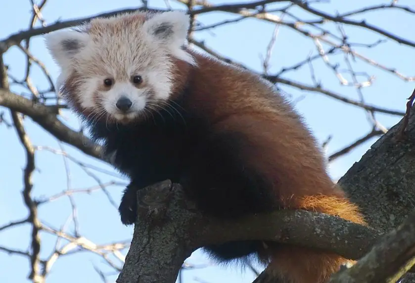 detroit zoo red panda cub