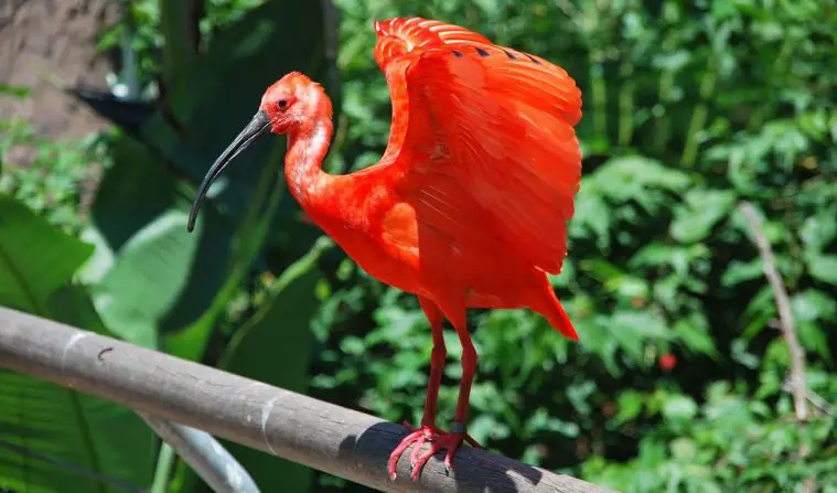 Scarlet Ibis (Eudocimus ruber)