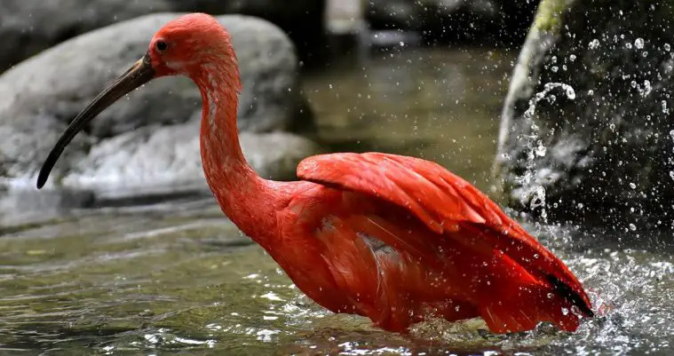 Scarlet Ibis (Eudocimus ruber)