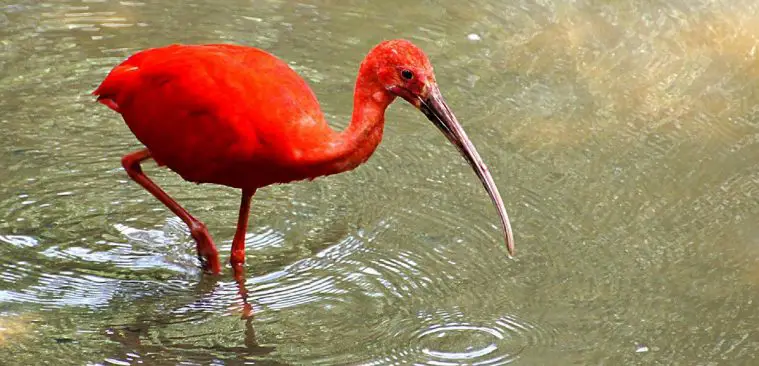 Scarlet Ibis (Eudocimus ruber)
