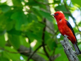 Scarlet Tanager