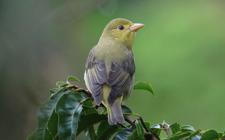 Scarlet Tanager