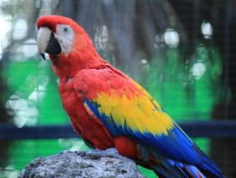 scarlet macaw