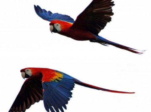 scarlet macaw