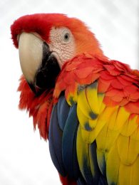 scarlet macaw