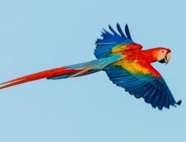 scarlet macaw