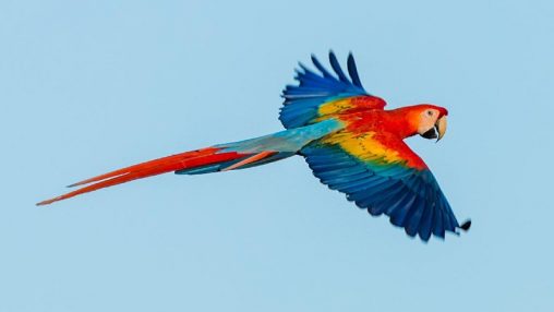 scarlet macaw