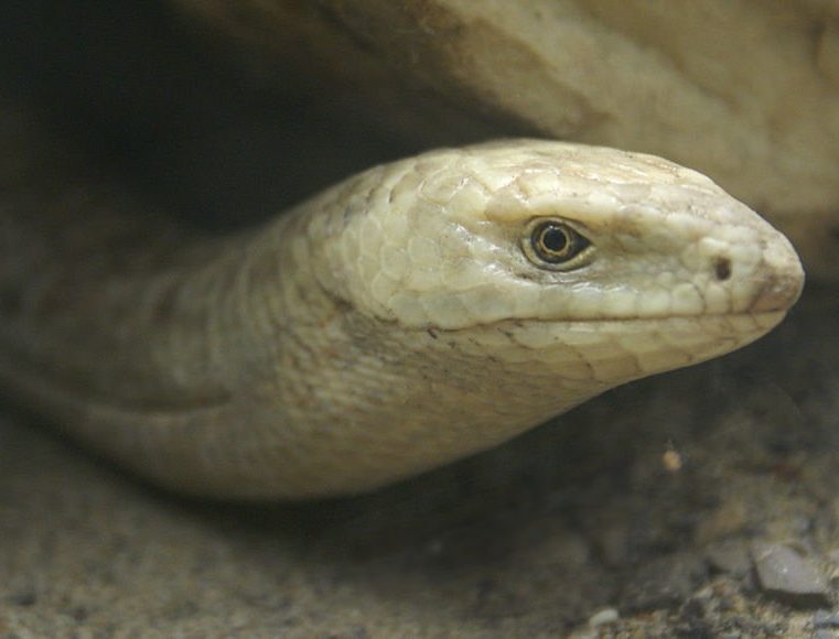 Florida Worm Lizard The Animal Facts Appearance, Diet, Habitat