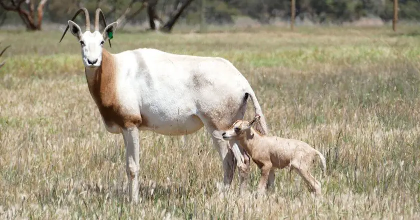 Scimitar-Horned Oryx Calves Monarto Safari Park
