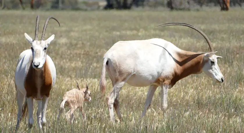 Scimitar-Horned Oryx Calves Monarto Safari Park