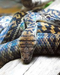 Scrub Python