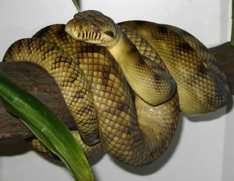 Scrub Python