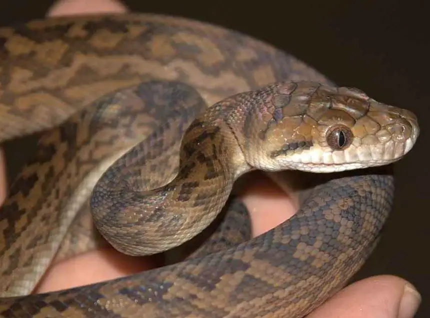 Oenpelli Python - The Animal Facts - Appearance, Diet, Habitat, Behavior