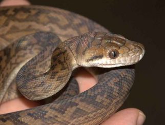 Scrub Python