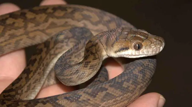 Scrub Python