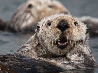 Sea Otter