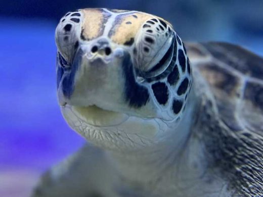 Sea Turtle Release from SEA LIFE Kelly Tarlton’s Aquarium