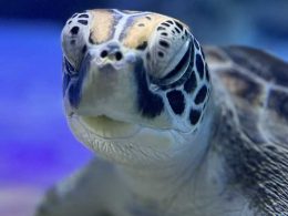 Sea Turtle Release from SEA LIFE Kelly Tarlton’s Aquarium