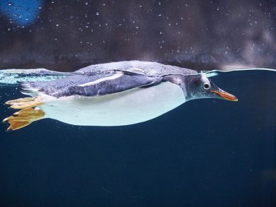 sea life melbourne junior penguin