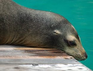 california sea lion