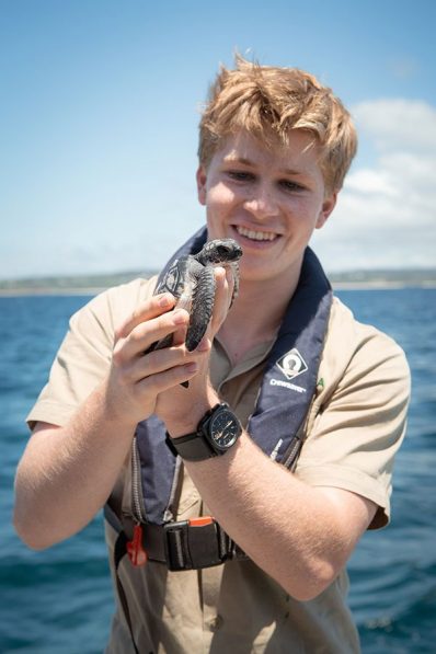 australia zoo sea turtle release