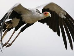 Secretary Bird