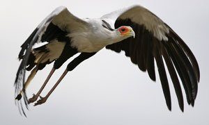 Secretary Bird