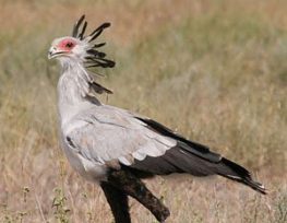 Secretary Bird