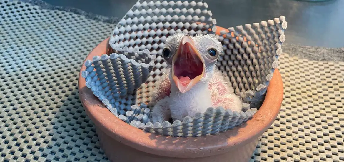 Secretary Bird Chick San Antonio Zoo