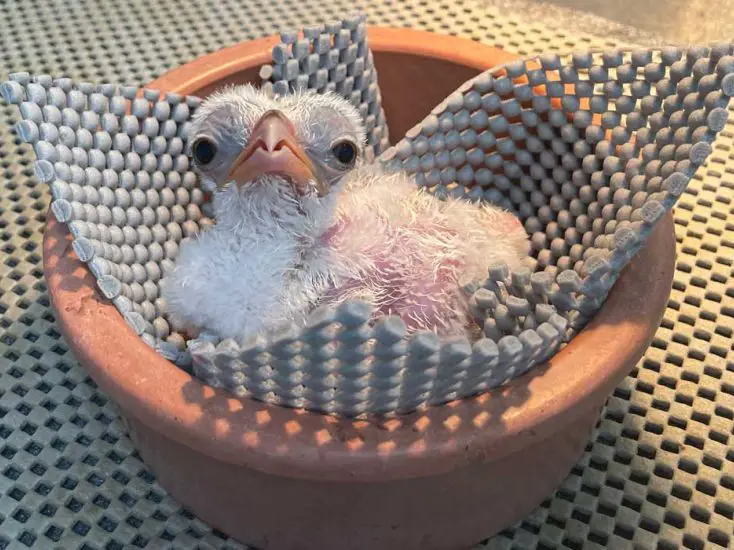 Secretary Bird Chick San Antonio Zoo