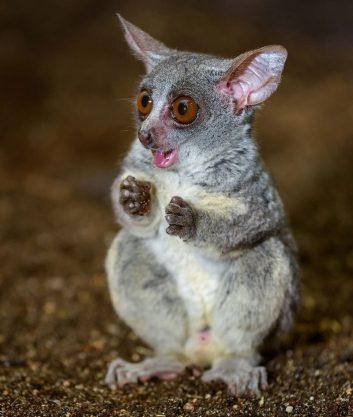 Senegal Bushbaby