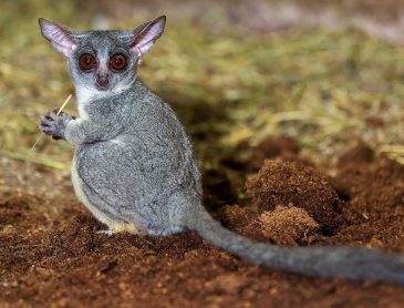Senegal Bushbaby