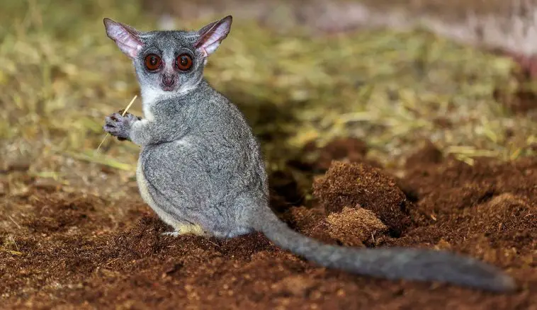 Senegal Bushbaby