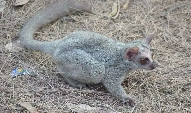 Senegal Bushbaby