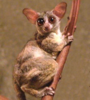 Senegal Bushbaby