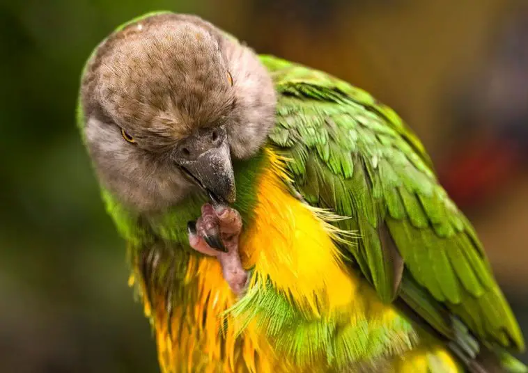 Senegal parrot