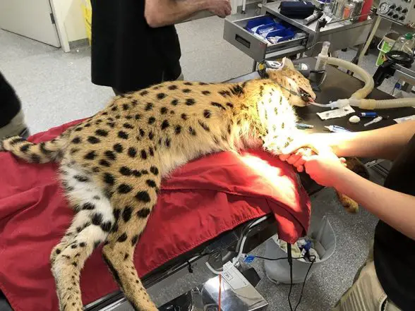 serval health check Adelaide