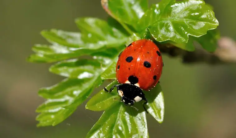 Seven-Spot Ladybug