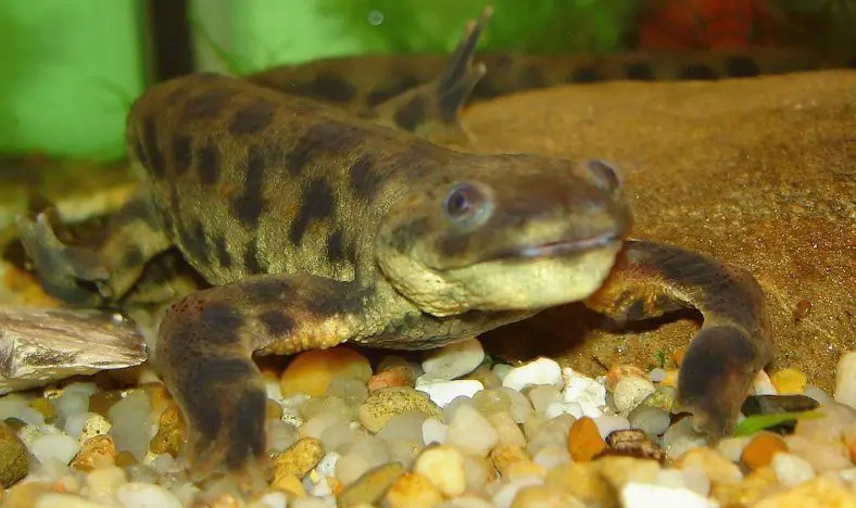 Sharp-Ribbed Newt