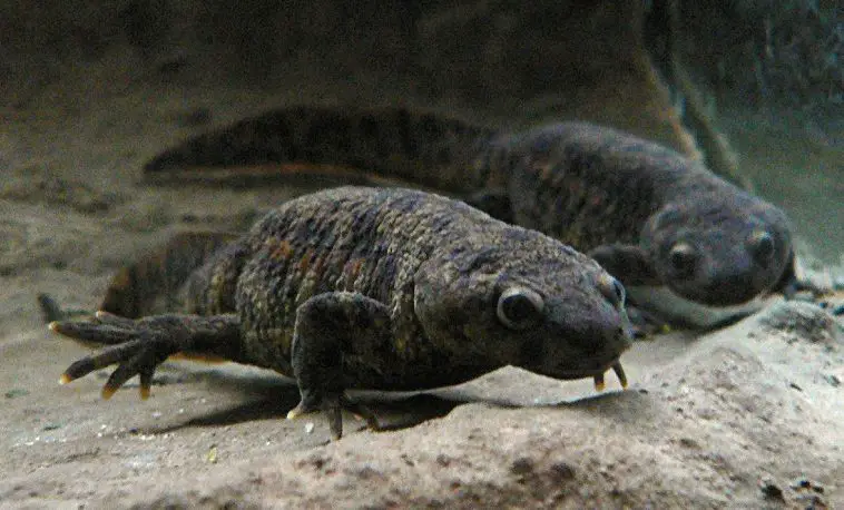 Sharp-Ribbed Newt