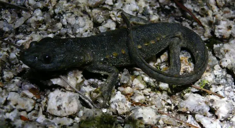 Sharp-Ribbed Newt