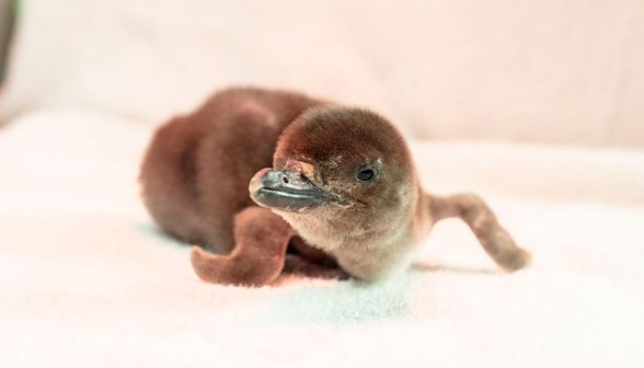shedd penguin chicks