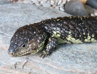 Shingleback