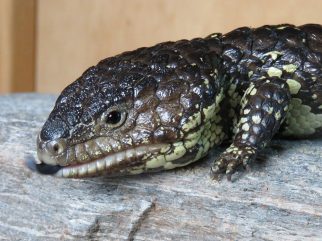 Shingleback
