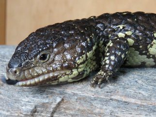 Shingleback