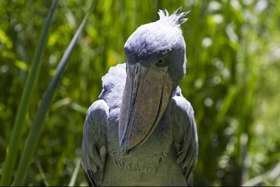shoebill