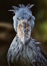 shoebill